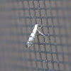 Arborvitae Leafminer Moth