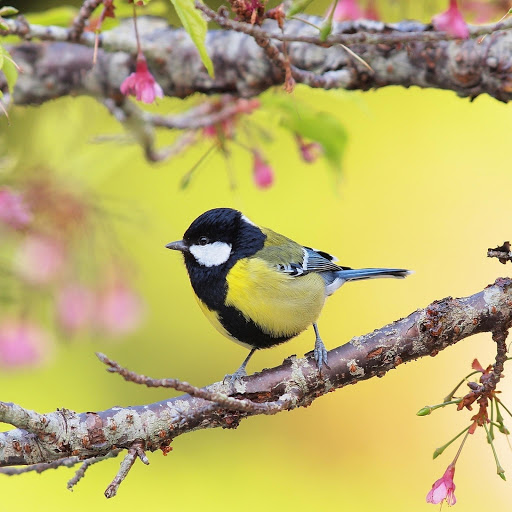 Hd-177889-ascw177889