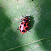 Twelve-spotted Ladybug  (male)