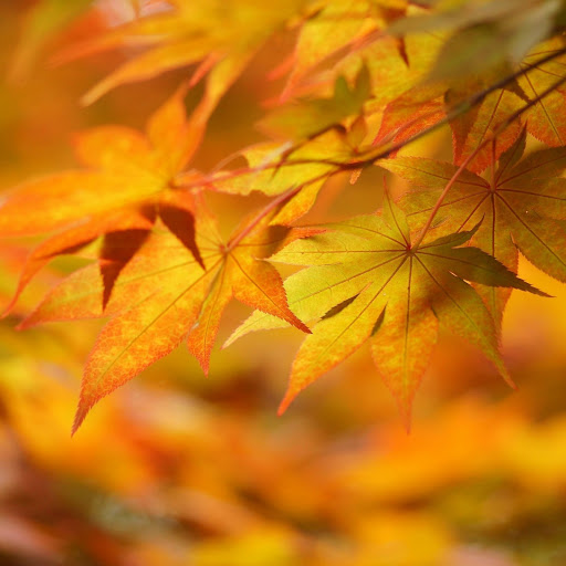 Hd-145266-ascw145266