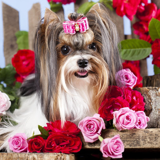 Hd-150387-ascw150387