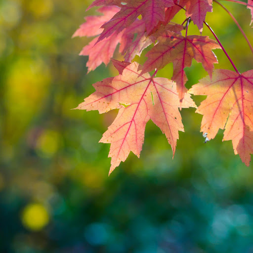 Hd-178095-ascw178095