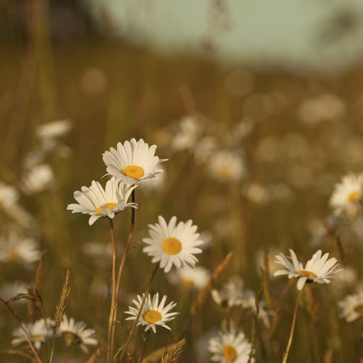 Hd-163780-ascw163780