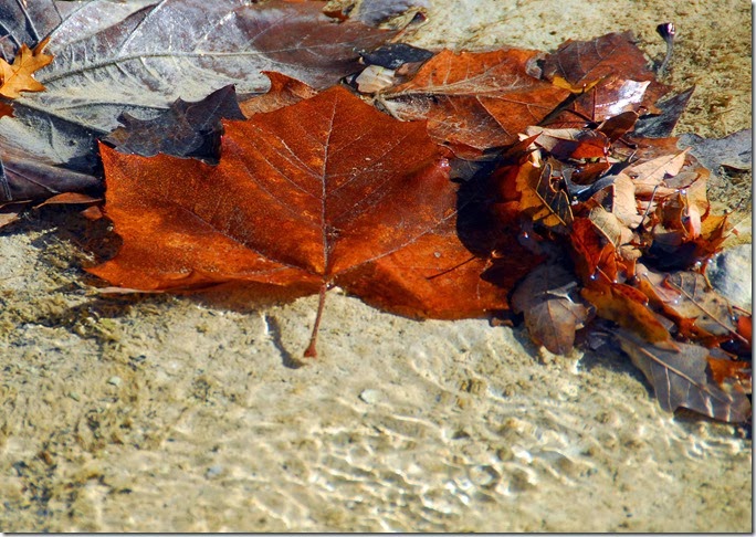 Drowned leaves