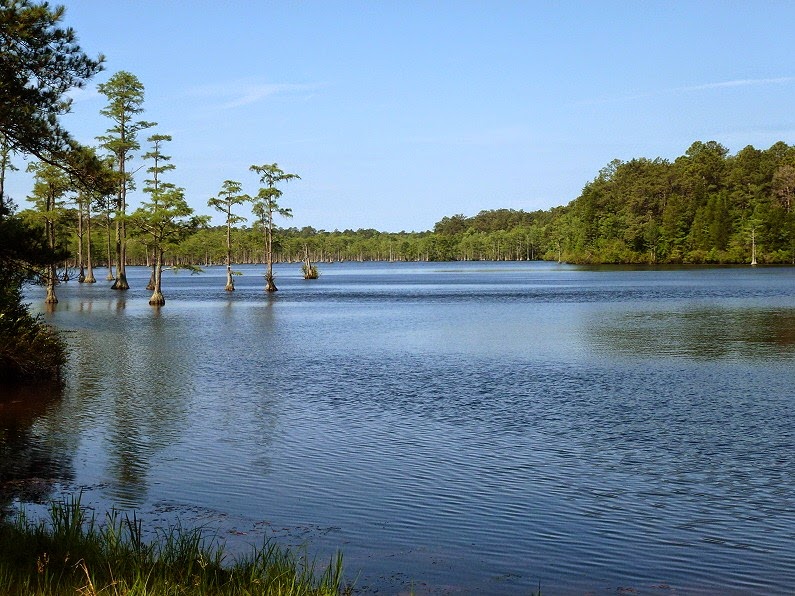 [03b---Cypress-Swamp-from-Group-Camp-.jpg]