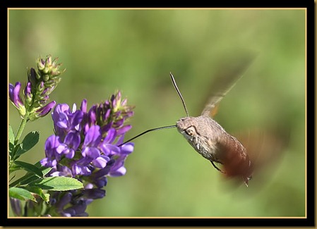 esfingue colibri