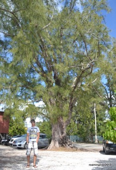 Long-needle pine