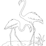 flamant3.jpg