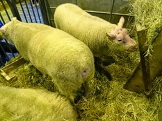 2015.02.26-009 mouton Cotentin