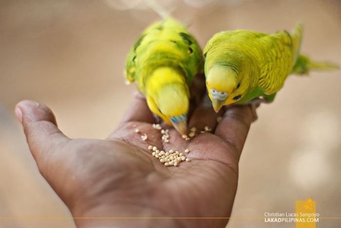 Parakeets on Hand at Subic's Zoobic Safari