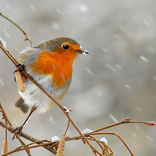 Hd-158155-ascw158155