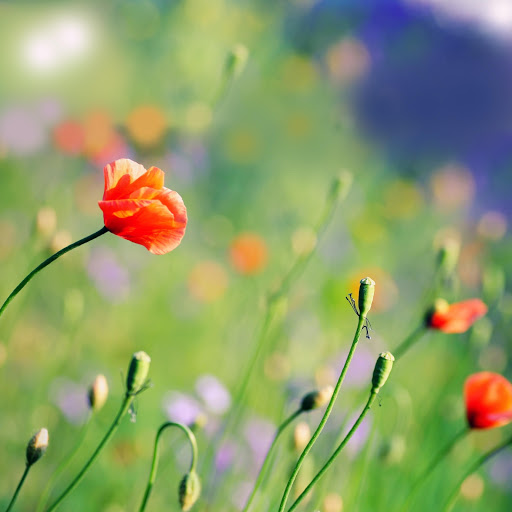 Hd-173605-ascw173605