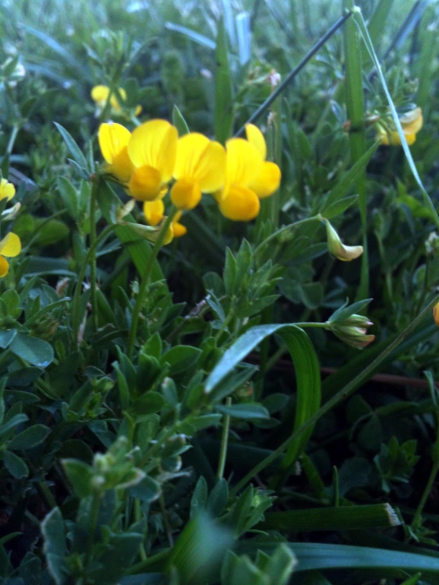 Bird's-foot Trefoil