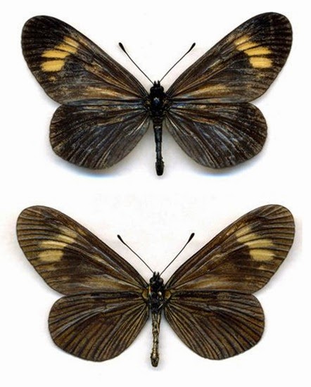 farfalla brasiliana