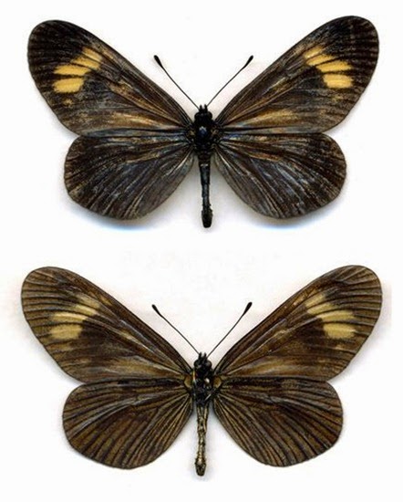 farfalla brasiliana farfalla brasiliana