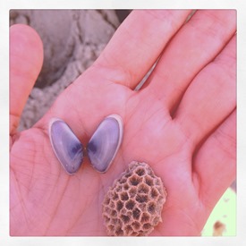 Myrtle Beach Shells