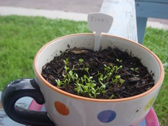 seedlings2