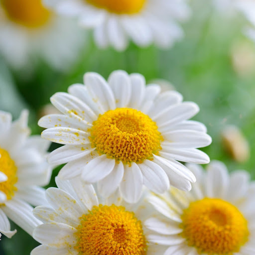 Hd-184063-ascw184063