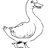 canards_004.jpg