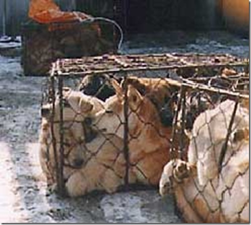 caged_dogs (1)