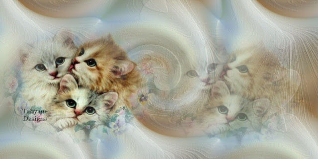 gatos%252520fofos.jpg