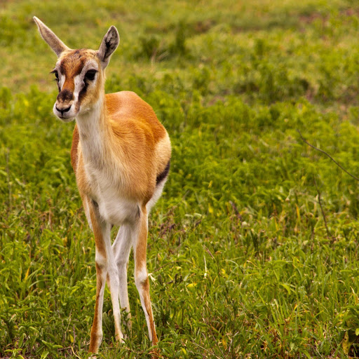 Hd-161481-ascw161481