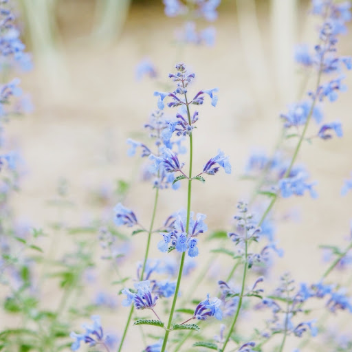 Hd-146044-ascw146044