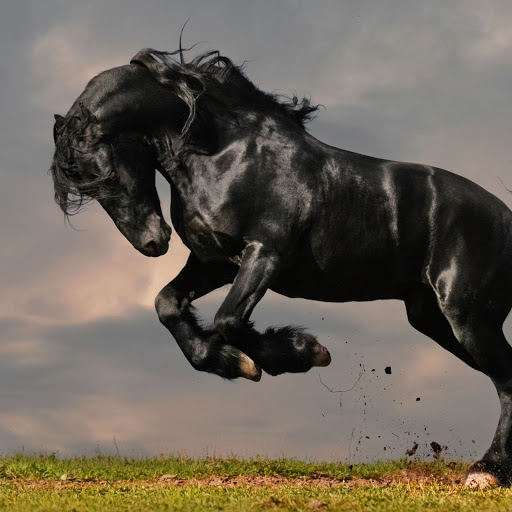 Hd-155992-ascw155992