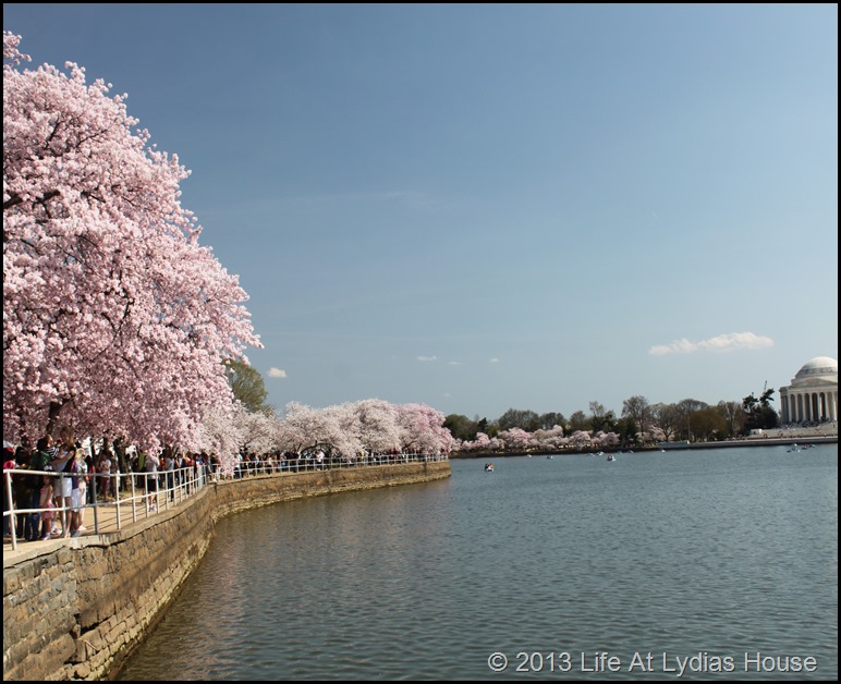 cherry blossoms 4