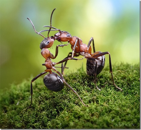 macrofotografii cu furnici