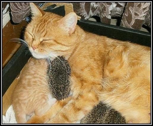 [gata%2520amamanta%2520a%2520erizos%2520%25285%2529%255B2%255D.jpg]