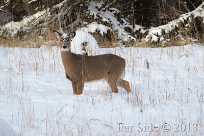 Feb 3 Deer in the Refuge