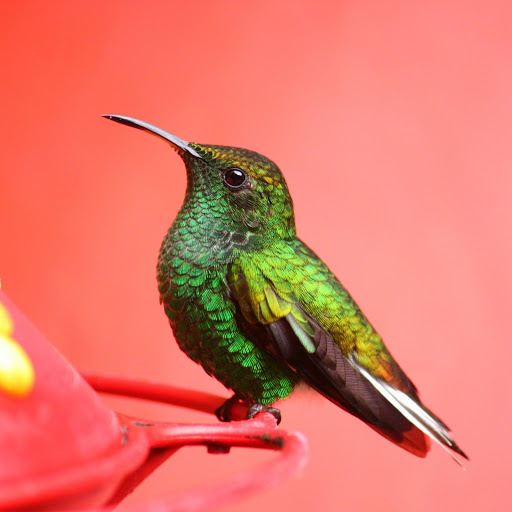 Hd-183276-ascw183276