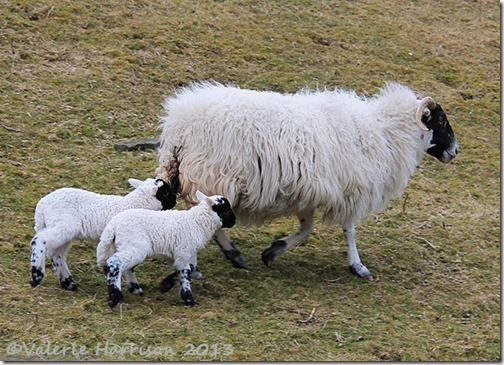 25-sheep-and-lambs