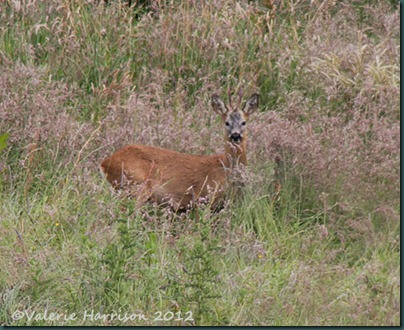 56-Roe-Deer