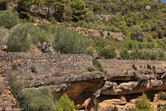 Marges i oliveres al Montsant entre la Bisbal i Margalef.DOP Siurana.La Bisbal de Falset, Priorat, Tarragona