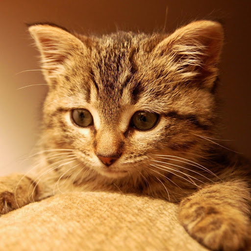 Hd-170453-ascw170453