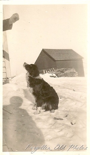 Dog in snow Solway Antiques