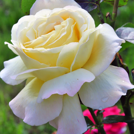 Hd-177103-ascw177103