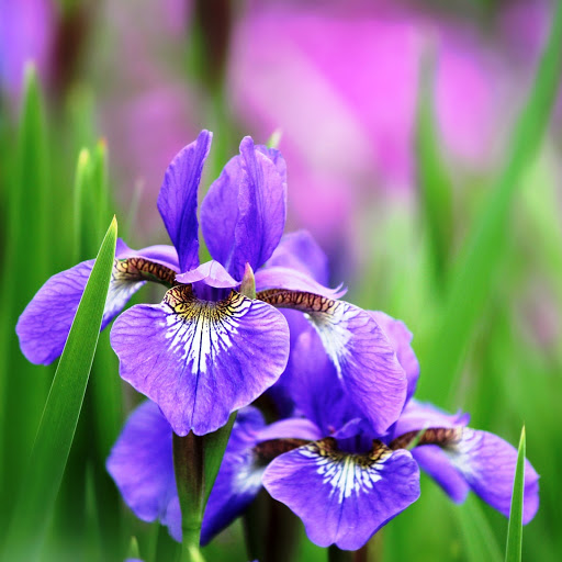 Hd-164431-ascw164431