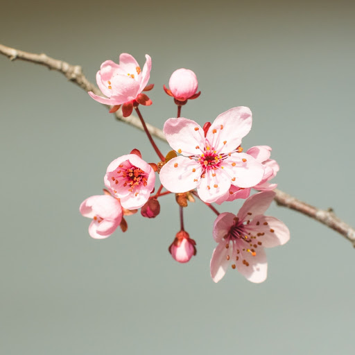 Hd-186255-ascw186255