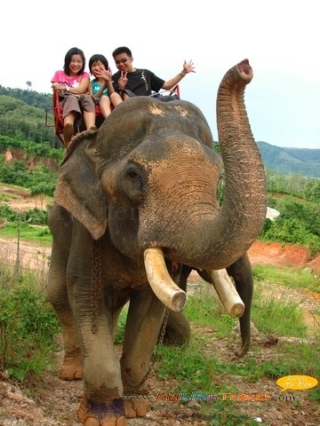 [Phuket-Rida-Elephant-343.jpg]
