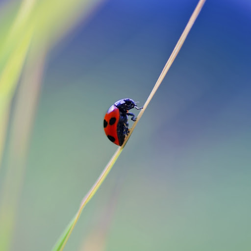 Hd-185729-ascw185729