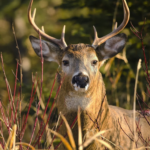 Hd-180754-ascw180754