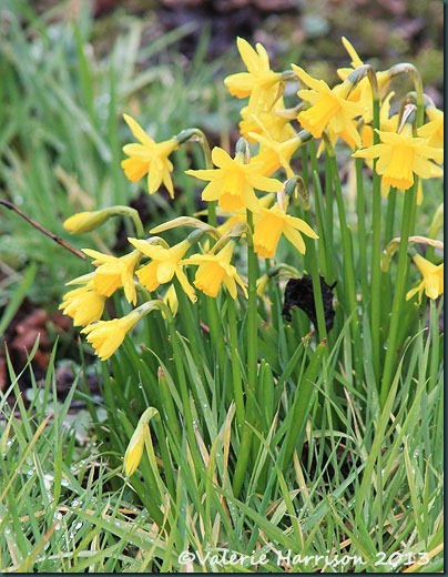 41-daffodils