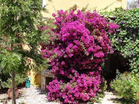 09. Flori in Corfu.JPG