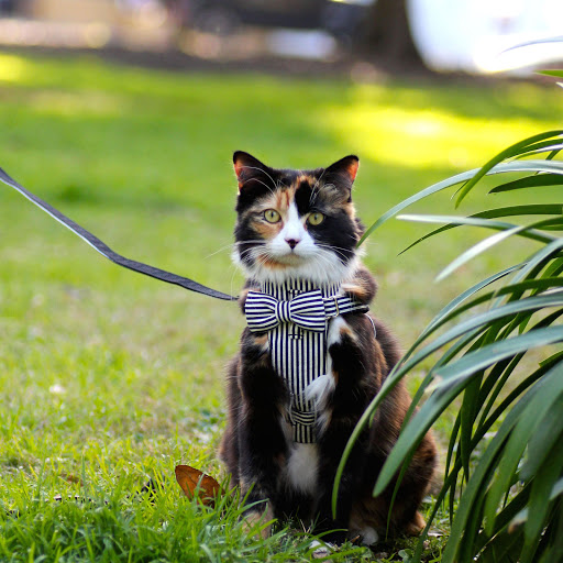 Hd-157532-ascw157532