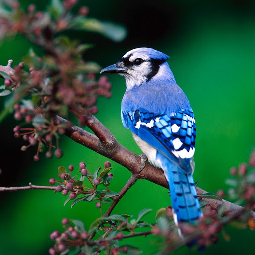 Hd-163498-ascw163498