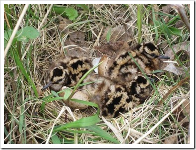 20120425_chicks_003