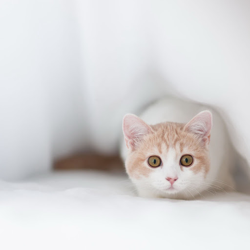 Hd-153496-ascw153496